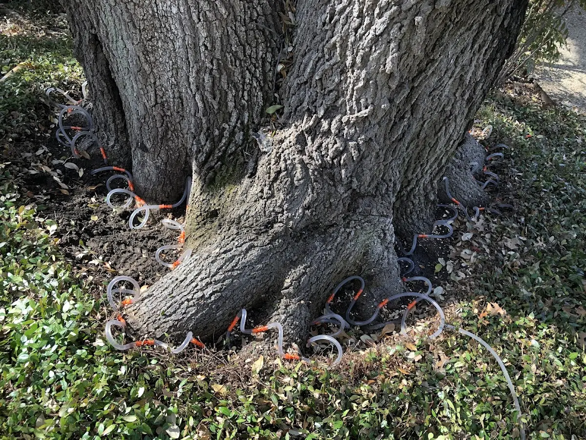 Detailed Tree Cabling and Bracing job site in Islesford
