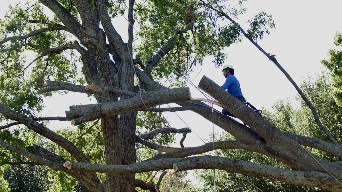 Professional Crown Thinning performed by certified arborists in Islesford
