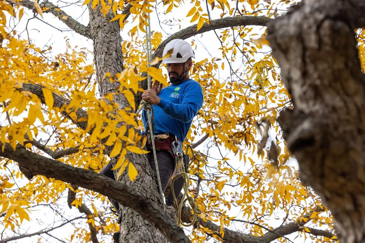 Skilled Storm Damage Cleanup crew working in Islesford