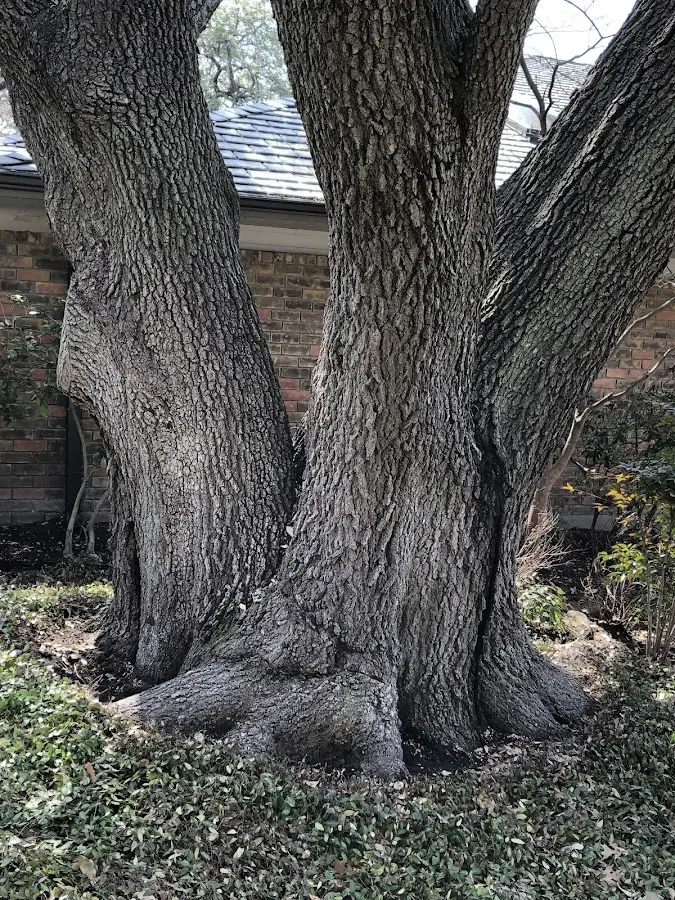 Mature heritage tree close to a Islesford property cared for by certified arborists